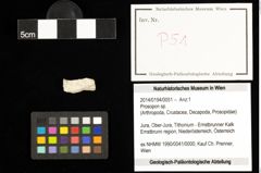 Foto (Objekt + Etiketten) von Prosopon sp. 